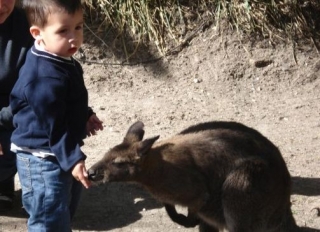 Niño con canguro